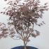 acerfireglow 80-100 cm buy online UK.