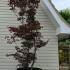 Acer Palmatum Fireglow 3-3.5 m buy online UK.