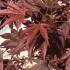 Acer Fire Glow with vivid red foliage