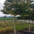 acerpfs 3.5-4 m buy online UK.