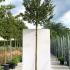 Acer Palmatum Full Standard Tree