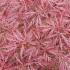 Acer Palmatum Dissectum Garnet Specimen Tree, Spring foliage colour