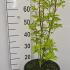 Acer Palmatum Going Green Japanese Maple 40-60 cm buy online UK.
