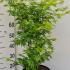 Acer Palmatum Going Green Japanese Maple 60-80 cm buy online UK.