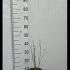 Acer Palmatum Going Green Japanese Maple 20-30 cm buy online UK.