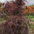 apdis 1.75-2 m buy online UK.