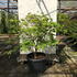 acerpalmjapacon 1-1.25 m buy online UK.