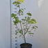 acerpalmjapacon 1-1.25 m buy online UK.