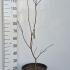 Acer Palmatum Japonicum Aconitifolium 80-100 cm buy online UK.