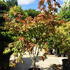 acerpalmjapacon 1.5-1.75 m buy online UK.
