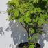 Acer Palmatum Japonicum Aconitifolium 1-1.25 m buy online UK.
