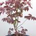 acerpalmjapacon 60-80 cm buy online UK.