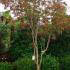 Acer Palmatum Japonicum Aconitifolium, Acers, UK 