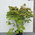 acerpalmjapviti 1-1.25 m buy online UK.