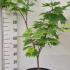 Acer Palmatum Japonicum Vitifolium 1-1.2 m buy online UK.