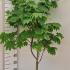 Acer Palmatum Japonicum Vitifolium 1.25-1.5 m buy online UK.