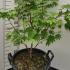 Acer Palmatum Japonicum Vitifolium 80-100 cm buy online UK.