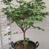 Acer Palmatum Japonicum Vitifolium 1-1.25 m buy online UK.
