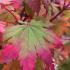 Acer palmatum japonicum Vitifolium Japanese Maple with autumn changing colours