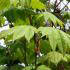 Acer Japonicum Vitifolium, Acers for sale UK