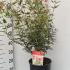 Acer Palmatum Jerre Schwartz Japanese Maple 80-100 cm buy online UK.