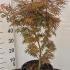 Acer Palmatum Jerre Schwartz Japanese Maple 50-70 cm buy online UK.