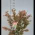 Acer Palmatum Jerre Schwartz Japanese Maple 1.2-1.3 m buy online UK.