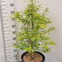 acerkatsura 80-100 cm buy online UK.