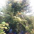 acerkatsura 2.5-3 m buy online UK.