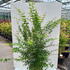 acerkatsura 1.25-1.5 m buy online UK.