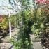 Acer Palmatum Katsura. Japanese Acers to buy online