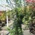acerkatsura 2-2.5 m buy online UK.