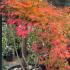 Acer palmatum Kogane Nishiki showing vibrant autumn colors in gold, orange, and red