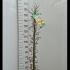 Acer Palmatum Little Princess 1.3-1.4 m buy online UK.
