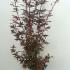 Acer Palmatum Little Red Japanese Maple 1-1.25 m buy online UK.