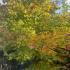 Mature and unique Acer Palmatum Masu Kagami tree, buy this exact tree online, UK delivery