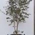 Acer Palmatum Masu Kagami Japanese Acer 1.75-2 m buy online UK.