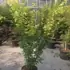 acerpo 1.25-1.5 m buy online UK.