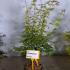 Acer Palmatum Orange Dream 1-1.25 m buy online UK.