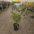 acerpo 80-100 cm buy online UK.