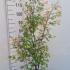 Acer Palmatum Orido Nishiki 1-1.25 m buy online UK.