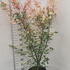 aceron 1.75-2 m buy online UK.