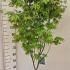 Acer Palmatum Osakazuki 1.2-1.5 m buy online UK.