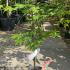 Acer Palmatum Osakazuki 20-30 cm buy online UK.