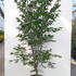 acerposa 1.5-1.75 m buy online UK.
