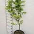 Acer Palmatum Osakazuki 1-1.25 m buy online UK.