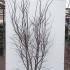 Acer Palmatum Osakazuki 2-2.5 m buy online UK.