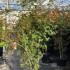 acerposa 2-2.5 m buy online UK.