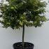 Acer Palmatum Oto Hime Japanese Maple 80-90 cm buy online UK.