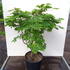 acerpalmjapacon 1.25-1.5 m buy online UK.